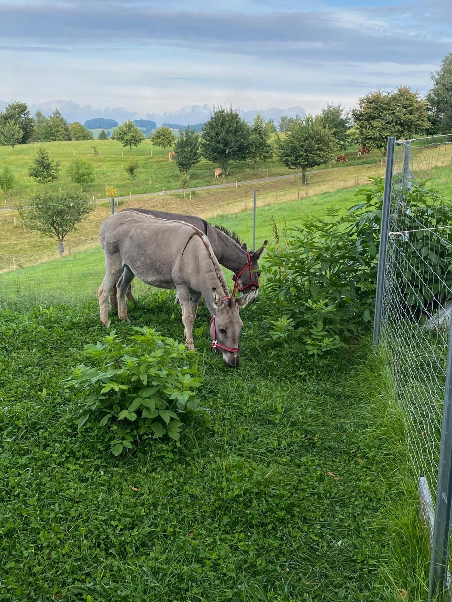 Urlaub Auf Dem Bauernhof Hedwigshoehe Hohnstein Exteriör bild