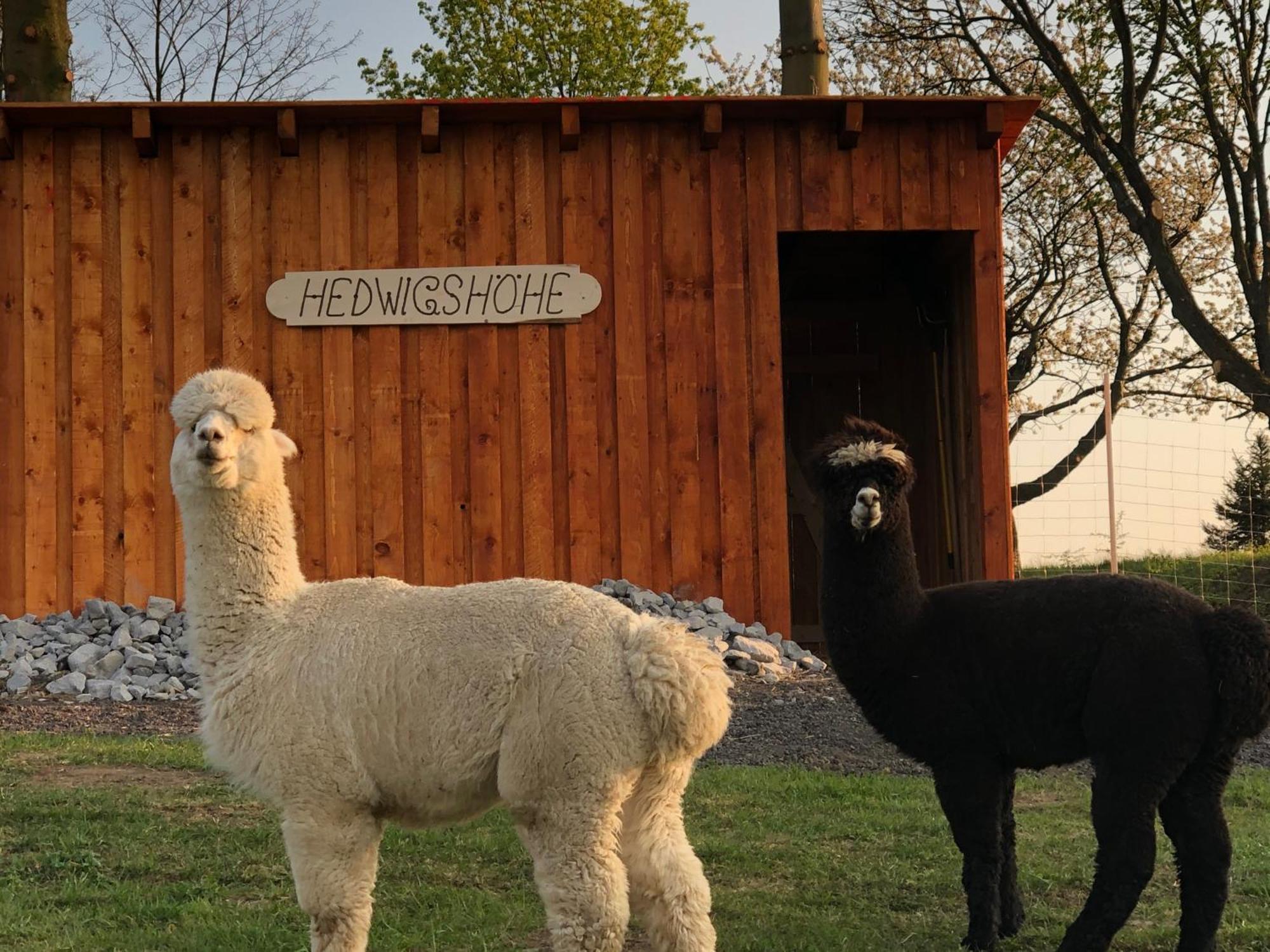 Urlaub Auf Dem Bauernhof Hedwigshoehe Hohnstein Exteriör bild